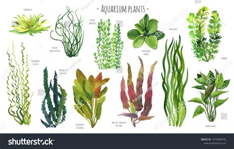5 aquatic plants drawing|116+ Free Aquatic Plants Illustrations .